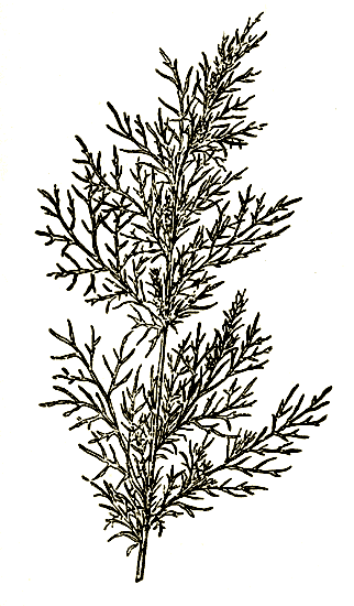 Рис. 79. Artemisia abrotanum — полынь божье-дерево