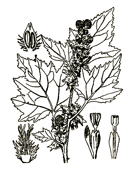 Рис. 83. Xanthium spinosum — дурнишник обыкновенный