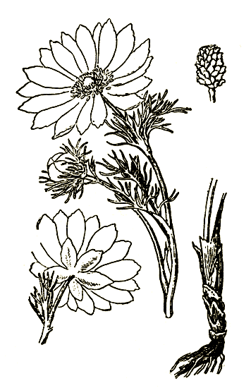 Рис. 84. Adonis vernalis — адонис весенний