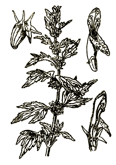 Рис. 85. Leonurus villosus — пустырник волосистый