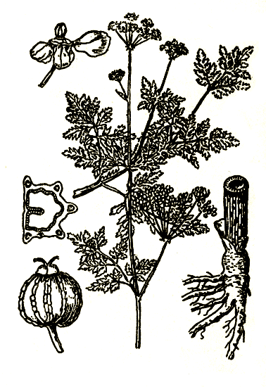 Рис. 86. Conium maculatum — болиголов крапчатый