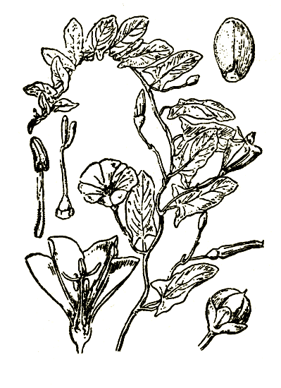 Рис. 87. Convolvulus arvensis — вьюнок полевой