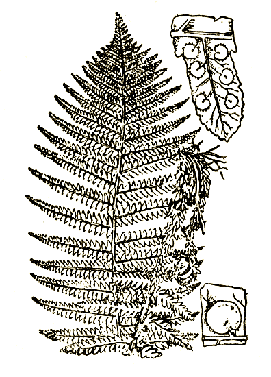 Рис. 89. Dryopteris filix mas — щитовник мужской