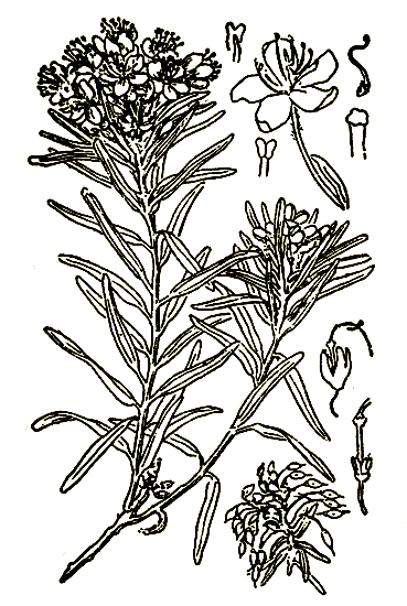 Рис. 91. Ledum palustre — багульник болотный