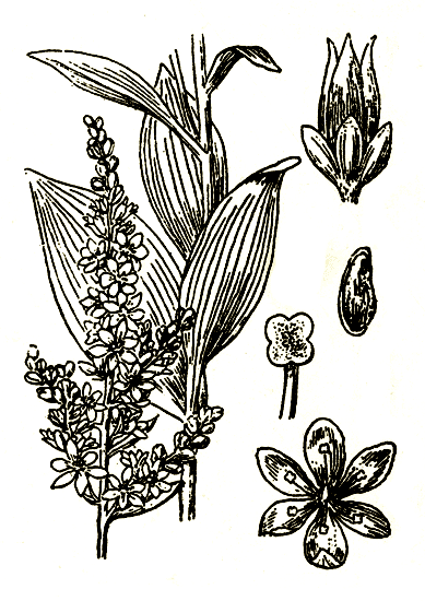 Рис. 93. Veratrum Lobelianum — чемерица Лобеля
