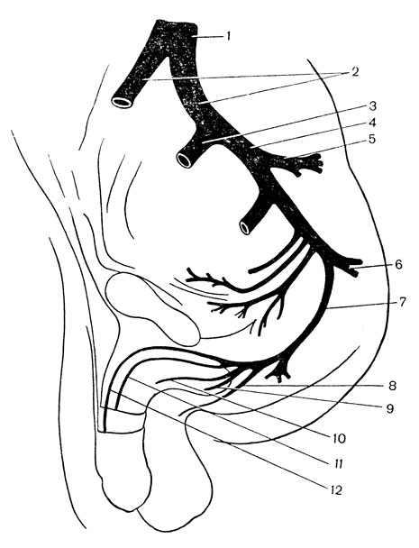 Рис. 44. Кровоснабжение полового члена. 1 - брюшная аорта; 2 - общие подвздошные артерии (правая и левая); 3 - наружная подвздошная артерия; 4 - внутренняя подвздошная артерия; 5 - верхняя ягодичная артерия; 6 - нижняя ягодичная артерия; 7 - внутренняя половая артерия; 8 - артерия мошонки; 9 - луковичная артерия полового члена; 10-уретральная артерия; 11-глубокая артерия полового члена; 12-дорсальная артерия полового члена.