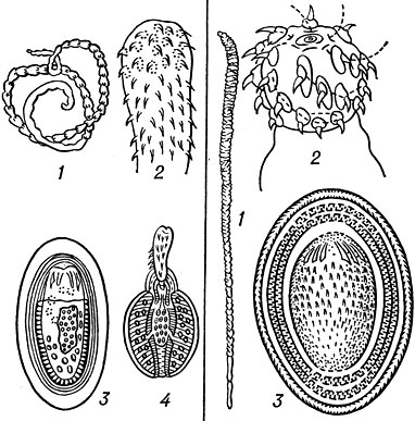 . 1. Moniliformis moniliformis moniliformis: 1   ; 2  ; 3  ; 4  . . 2. Macracanthorhynchus hirudinaceus: 1   ; 2  ; 3  
