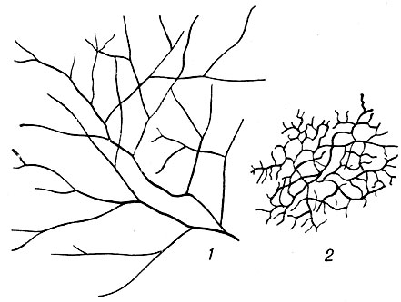 . 1.    (5-    ): 1  Actinomyces albus Gasperini (,   ); 2  Actinomyces aurantiacus Gasperini (,      )
