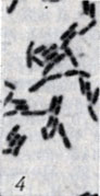 . 1-28.   Clostridium. . 4.  Cl. Botulinum  (  ; × 1900)