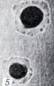 . 1-28.   Clostridium. . 5.   Cl. brfulmff     (× 10)