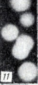 . 1-28.   Clostridium. . 11.  Gl. botulinum F     ,           (× 1900)
