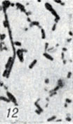 . 1-28.   Clostridium. . 12     Cl. botulinum F,      (  ; × 1900)