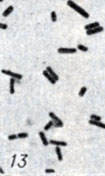. 1-28.   Clostridium. . 13.    Cl. perfringens       ( ; × 1900)