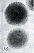 . 1-28.   Clostridium.  14.  Cl. perfringens B      (× 10)