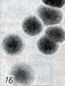 . 1-28.   Clostridium. . 16.  Cl. perfringens D      (× 10)