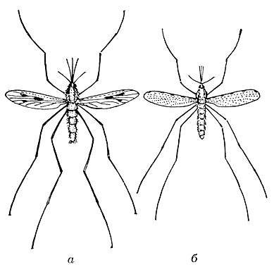 . 4.   (  ):    Anopheles maculipennis;   Anopheles superpictus