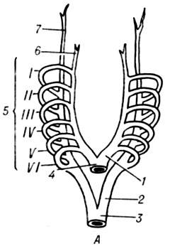 . 2.     (    ):  -         : 1 - aorta ventralis sin.; 2 - aorta dorsalis sin.; 3 - aorta dorsalis; 4- truncus arteriosus; 5 - aa. branchiales; 6 -a. carotis ext.; 7 - a. carotis int.  -      :	1 - a. carotis communis; 2 - arcus aortae; 3 - a. pulmonalis sin.; 4 - ductus arteriosus; 5 - aorta descendens; 6 - a.	subclavia sin.; 7 - aa. segmentales; 8 - a. subclavia dext.; 9 - truncus arteriosus; 10 - a. pulmonalis dext.; 11 - truncus brachiocephalicus; 12 - a. carotis communis dext.; 13 - a. carotis ext.; 14 - a. carotis int.  -    : 1 - a. carotis communis sin.; 2 - arcus aortae; 3 - ductus arteriosus; 4 - truncus pulmonalis; 5 - a. subclavia sin.; 6 - aorta descendens; 7 - a. subclavia dext.; 8 - a. vertebralis; 9 - truncus brachiocephalicus; 10 - a. carotis communis dext