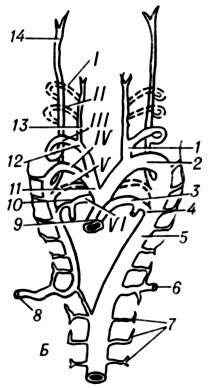 . 2.     (    ):  -         : 1 - aorta ventralis sin.; 2 - aorta dorsalis sin.; 3 - aorta dorsalis; 4- truncus arteriosus; 5 - aa. branchiales; 6 -a. carotis ext.; 7 - a. carotis int.  -      :	1 - a. carotis communis; 2 - arcus aortae; 3 - a. pulmonalis sin.; 4 - ductus arteriosus; 5 - aorta descendens; 6 - a.	subclavia sin.; 7 - aa. segmentales; 8 - a. subclavia dext.; 9 - truncus arteriosus; 10 - a. pulmonalis dext.; 11 - truncus brachiocephalicus; 12 -o a. carotis communis dext.; 13 - a. carotis ext.; 14 - a. carotis int.  -    : 1 - a. carotis communis sin.; 2 - arcus aortae; 3 - ductus arteriosus; 4 - truncus pulmonalis; 5 - a. subclavia sin.; 6 - aorta descendens; 7 - a. subclavia dext.; 8 - a. vertebralis; 9 - truncus brachiocephalicus; 10- a. carotis communis dext