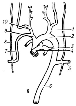 . 2.     (    ):  -         : 1 - aorta ventralis sin.; 2 - aorta dorsalis sin.; 3 - aorta dorsalis; 4- truncus arteriosus; 5 - aa. branchiales; 6 -a. carotis ext.; 7 - a. carotis int.  -      :	1 - a. carotis communis; 2 - arcus aortae; 3 - a. pulmonalis sin.; 4 - ductus arteriosus; 5 - aorta descendens; 6 - a.	subclavia sin.; 7 - aa. segmentales; 8 - a. subclavia dext.; 9 - truncus arteriosus; 10 - a. pulmonalis dext.; 11 - truncus brachiocephalicus; 12 -o a. carotis communis dext.; 13 - a. carotis ext.; 14 - a. carotis int.  -    : 1 - a. carotis communis sin.; 2 - arcus aortae; 3 - ductus arteriosus; 4 - truncus pulmonalis; 5 - a. subclavia sin.; 6 - aorta descendens; 7 - a. subclavia dext.; 8 - a. vertebralis; 9 - truncus brachiocephalicus; 10 - a. carotis communis dext
