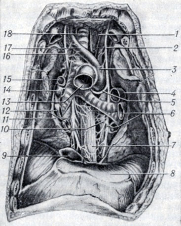 . 5.    ( ).   ,     ,     . ,  ,     : 1  7 - esophagus; 2 - n. vagus sin.; 3 - arcus aortae; 4 - a. pulmonalis sin.; 5 - n. laryngeus recurrens sin.; 6 - v. pulmonalis sin.; 8 - pars diaphragm atica pericardii; 9 - v. cava inf.; 10 - aorta thoracica; 11 - pleura mediastenalis; 12 - v. pulmonalis dext.; 13 - aorta ascendens; 14 - a. pulmonalis dext.; 15 - v. azygos; 16 - n. vagus dext.; 17 - truncus brachiocephalicus; 18 - trachea