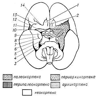 . 3.   5-  : 1 - bulbus olfactorius; 2 - gyrus olfactorius medialis; 3 - sulcus parahippocampi; 4 - gyrus parahippocampalis; 5 - uncus; 6 - sulcus rhinicus posterior; 7 - sulcus semianularis; 8 - gyrus ambiens; 9 - gyrus semilunaris; 10 - tuberculum olfactorium; 11 - insula; 12 - ligamentum diagonale; 13 - gyrus olfactorius lateralis; 14 - sulcus rhinicus anterior