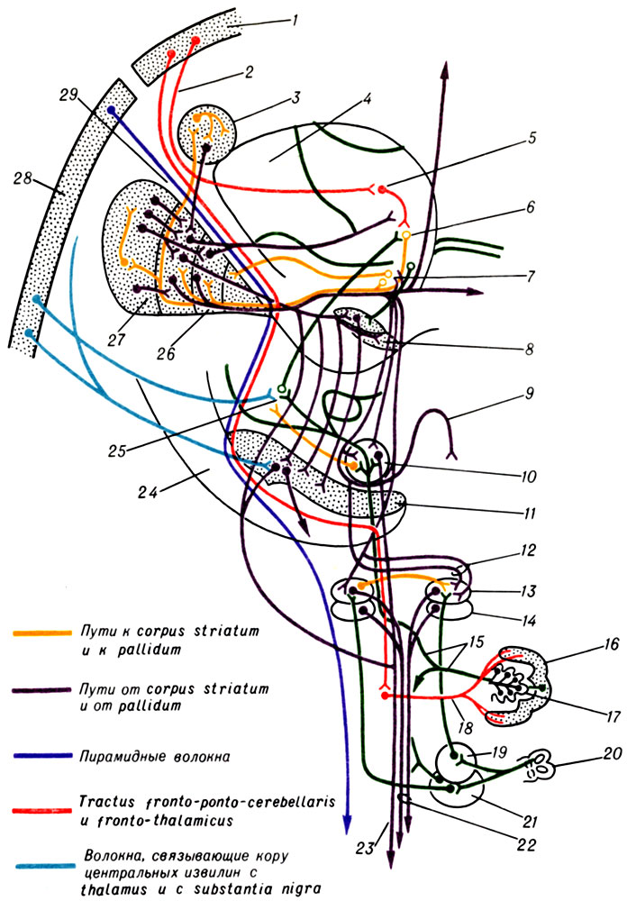 К ст. Базальные ядра. Рис. 1. Схема главных связей экстрапирамидальной системы (по С. и О. Фогт): 1 - cortex prefrontalis; 2 - tractus frontothalamicus; 3 - nucleus caudatus; 4 - thalamus; 5 - nucleus medialis thalami; 6 и 25 - nucleus ventralis thalami; 7 - nucleus campi Foreli (BNA); 8 - nucleus subthalamicus; 9 - decussatio Foreli (BNA); 10 - nucleus ruber; 11 - substantia nigra; 12 - comissura post.; 13 - nucleus Darkschewitschi; 14 - nucleus interstitialis; 15 - pedunculi cerebelli superiores (tractus cerebellotegmentalis); 16 - cerebellum; 17 - nucleus dentatus; 18 - pedunculi cerebelli medii; 19 - nucleus vestibularis sup.; 20 - canalis semicircularis; 21 - nucleus vestibularis lat.; 22 - fasciculus longitudinalis medius; 23 - fasciculus rubrospinalis; 24 - crus cerebri; 26 - globus pallidus; 27 - putamen; 28 - area gigantopyramidalis; 29 - capsula interna