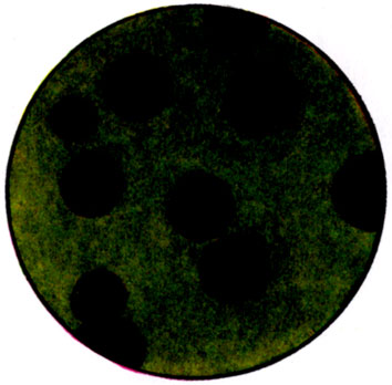 К ст. Бактерии. Рис. 8. Диффузия пигмента (болотного цвета) Pseudomonas aeruginosa в питательную среду