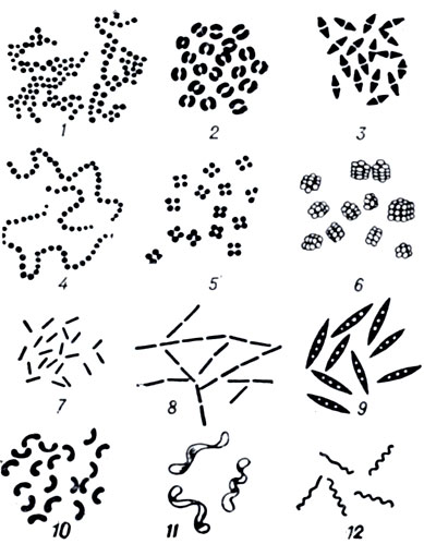 Рис. 1. Основные формы бактерий (схематическое изображение); 1-6 - шаровидные формы: 1 - стафилококки; 2 и 3 - диплококки; 4 - стрептококки; 5 - тетракокки; 6 - сарцины; 7-9 - различные виды палочек; 10-12 - спиралевидные формы: 10 - вибрионы; 11 и 12 - спириллы