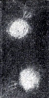 Рис. 1. Морфология различных фагов (для ясности см. схему на рис. 3): г - фаг Р-22, видна гексагональная базальная пластинка с шипами, присоединенная к головке короткой шейкой (×64500)