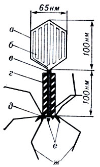 Рис. 4. Схема строения фага Т-2: а - головка; б - ДНК; в - стержень; г - чехол; д - базальная пластинка; е - шипы; ж - хвостовые фибриллы (на схеме воротничок не выделен)
