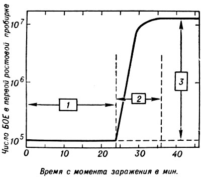 Рис. 6. График одноступенчатого цикла роста фага Т-4 (БОЕ - бляшкообразующие единицы): 1 - латентный период; 2 - период возрастания (горизонтальные стрелки характеризуют продолжительность латентного периода и периода возрастания); 3 - количество фаговых частиц, вышедших из одной инфицированной бактерии (вертикальная стрелка)