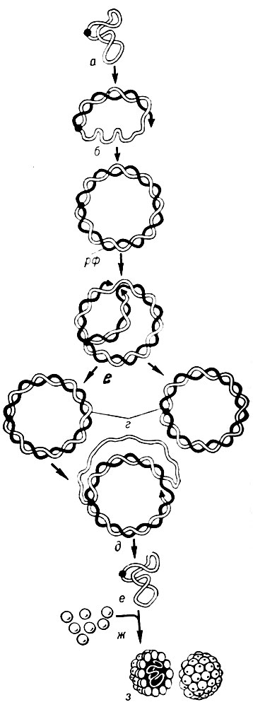 Рис. 8. Схема внутриклеточного развития фага ФХ-174 (а-з). Однонитчатая, циркулярная 