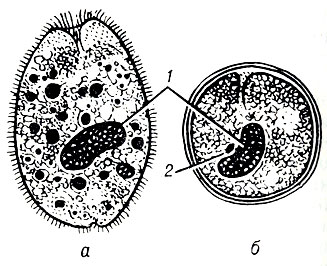 Рис. 1. Balantidium coli (а - вегетативная форма; б - циста): 1 - макронуклеус; 2 - микронуклеус